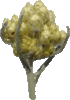 Immortelle commune