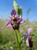 Ophrys bécasse